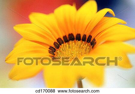 Stock Photo - Gazania hybr.. Fotosearch