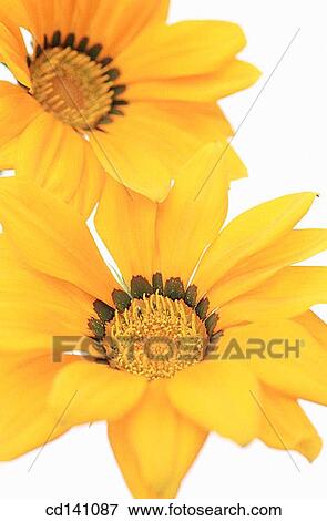 Gazanias (Gazania sp. ) View Large Photo Image Stock Photo - Gazanias (Gazania sp. ). Fotosearch