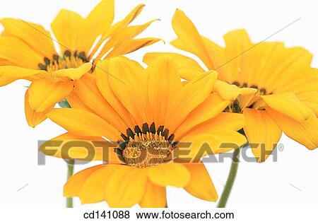 Stock Photo - Gazanias (Gazania sp. ). Fotosearch