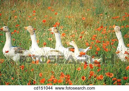 Geese View Large Photo Image Picture - Geese. Fotosearch