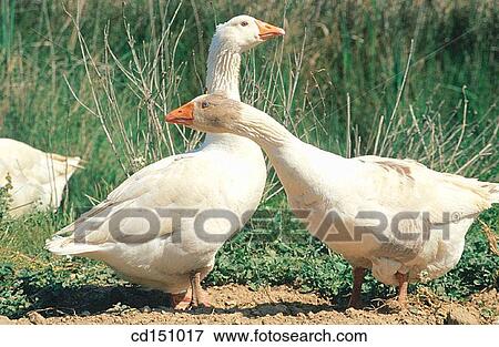Geese View Large Photo Image Stock Photo - Geese. Fotosearch
