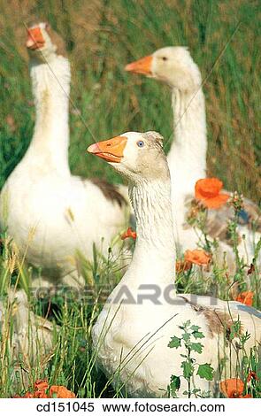 Geese View Large Photo Image Stock Photography - Geese. Fotosearch