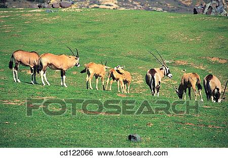 Stock Photograph - Gemsboks (Oryx gazella gazella). Fotosearch