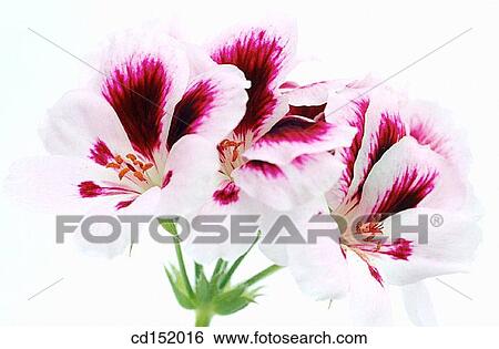 Geranium, Pelargonium hybr. View Large Photo Image Stock Photograph - Geranium, Pelargonium hybr.. Fotosearch