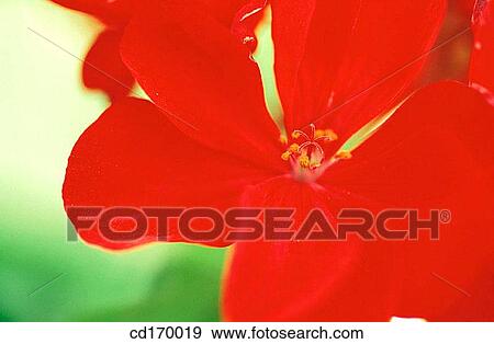 Geranium (Pelargonium sp. ) View Large Photo Image Stock Photo - Geranium (Pelargonium sp. ). Fotosearch