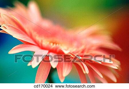 Gerbera daisy (Gerbera hybr. ) View Large Photo Image Picture - Gerbera daisy (Gerbera hybr. ). Fotosearch