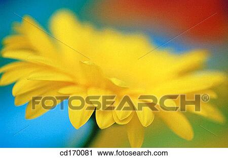 Gerbera Daisy (Gerbera hybr. ) View Large Photo Image Stock Image - Gerbera Daisy (Gerbera hybr. ). Fotosearch