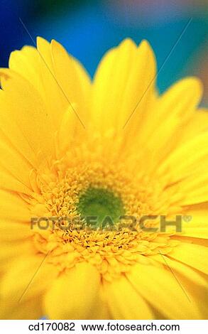 Gerbera Daisy (Gerbera hybr. ) View Large Photo Image Stock Image - Gerbera Daisy (Gerbera hybr. ). Fotosearch