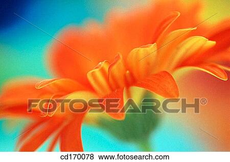 Gerbera Daisy (Gerbera hybr. ) View Large Photo Image Stock Photo - Gerbera Daisy (Gerbera hybr. ). Fotosearch