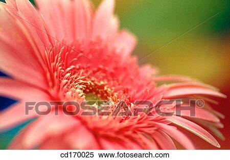 Gerbera daisy (Gerbera hybr. ) View Large Photo Image Stock Photography - Gerbera daisy (Gerbera hybr. ). Fotosearch