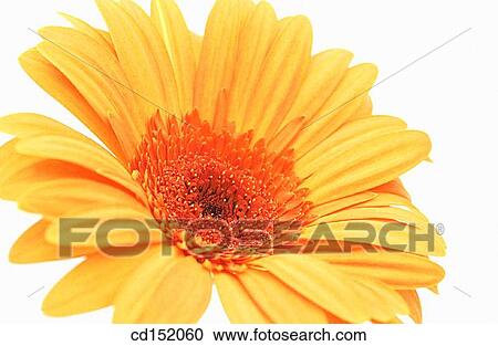 Stock Image - Gerbera hybr.. Fotosearch