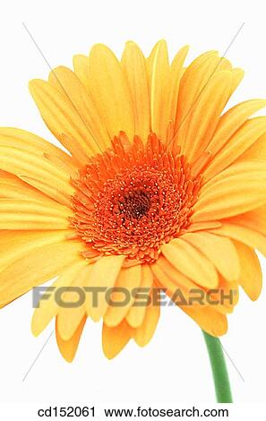 Gerbera hybr. View Large Photo Image Stock Image - Gerbera hybr.. Fotosearch