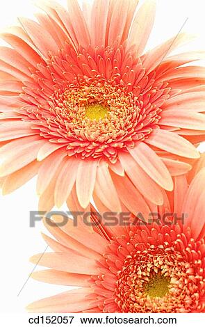 Gerbera hybr. View Large Photo Image Stock Photo - Gerbera hybr.. Fotosearch