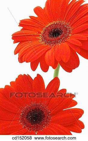 Stock Photo - Gerbera hybr.. Fotosearch