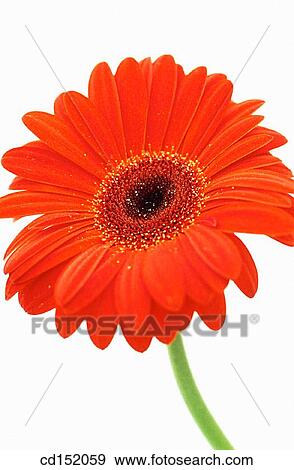 Stock Photo - Gerbera hybr.. Fotosearch