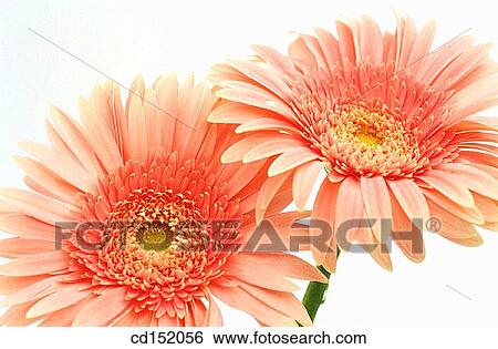 Gerbera hybr. View Large Photo Image Stock Photograph - Gerbera hybr.. Fotosearch