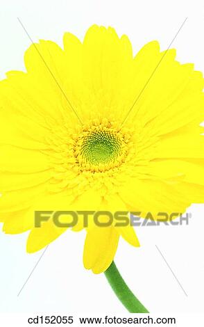 Gerbera hybr. View Large Photo Image Stock Photography - Gerbera hybr.. Fotosearch