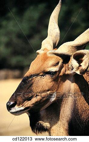 Giant Eland (Taurotragus derbianus gigas). San Diego Zoo. California. USA View Large Photo Image Stock Image - Giant Eland (Taurotragus derbianus gigas). San Diego Zoo. California. USA. Fotosearch