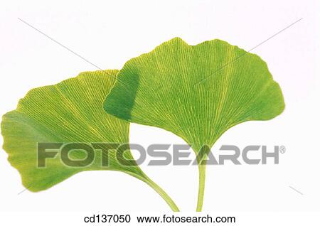 Ginkgo (Ginkgo biloba) View Large Photo Image Stock Image - Ginkgo (Ginkgo biloba). Fotosearch