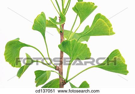 Ginkgo (Ginkgo biloba) View Large Photo Image Stock Image - Ginkgo (Ginkgo biloba). Fotosearch