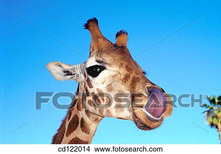 Giraffe (Giraffa camelopardalis reticulata) View Large Photo Image Picture - Giraffe (Giraffa camelopardalis reticulata). Fotosearch