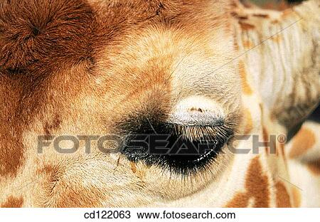 Giraffe (Giraffa camelopardalis reticulata) View Large Photo Image Stock Image - Giraffe (Giraffa camelopardalis reticulata). Fotosearch