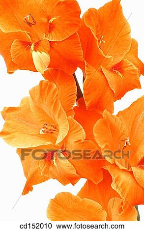 Stock Image - Gladiolus hybr.. Fotosearch