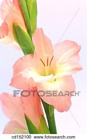 Gladiolus hybr. View Large Photo Image Stock Image - Gladiolus hybr.. Fotosearch