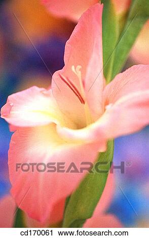 Gladiolus hybr. View Large Photo Image Stock Image - Gladiolus hybr.. Fotosearch