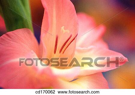 Gladiolus hybr. View Large Photo Image Stock Image - Gladiolus hybr.. Fotosearch