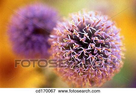 Globe thistle (Echinops ritro) View Large Photo Image Stock Photo - Globe thistle (Echinops ritro). Fotosearch