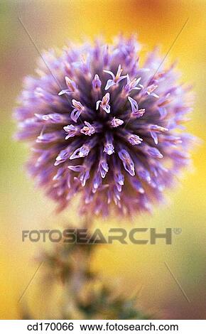 Stock Photograph - Globe thistle (Echinops ritro). Fotosearch