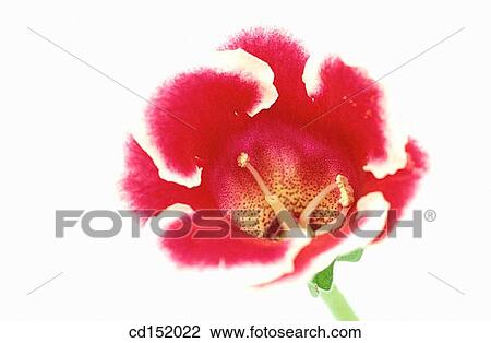 Gloxinia hybr. View Large Photo Image Stock Image - Gloxinia hybr.. Fotosearch