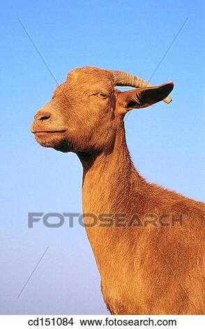 Goat View Large Photo Image Picture - Goat. Fotosearch