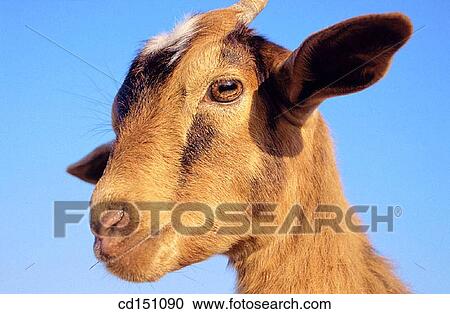 Goat View Large Photo Image Stock Image - Goat. Fotosearch