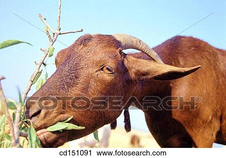 Goat View Large Photo Image Stock Image - Goat. Fotosearch
