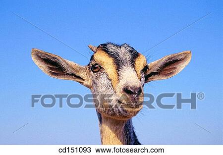 Goat View Large Photo Image Stock Image - Goat. Fotosearch