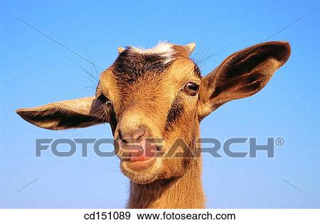 Goat View Large Photo Image Stock Photo - Goat. Fotosearch