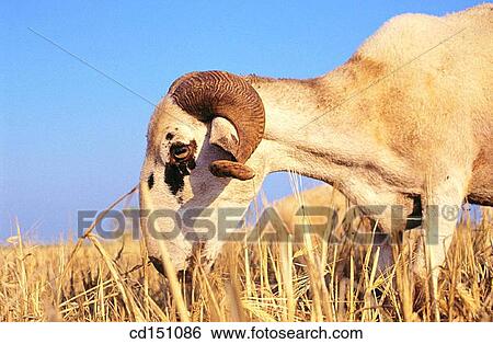 Goat View Large Photo Image Stock Photograph - Goat. Fotosearch