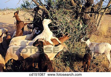 Stock Photo - Goats. Fotosearch