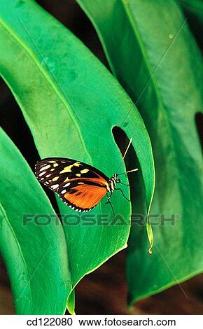 Stock Image - Golden Helicon (Heliconius hecale). Fotosearch