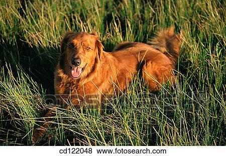 Golden Retriever View Large Photo Image Stock Photo - Golden Retriever. Fotosearch