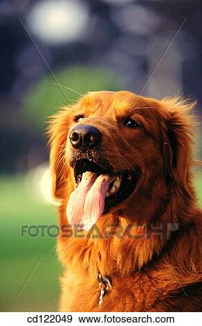 Golden Retriever View Large Photo Image Stock Photo - Golden Retriever. Fotosearch