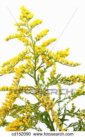 Goldenrod, Solidago hybr. View Large Photo Image Stock Image - Goldenrod, Solidago hybr.. Fotosearch