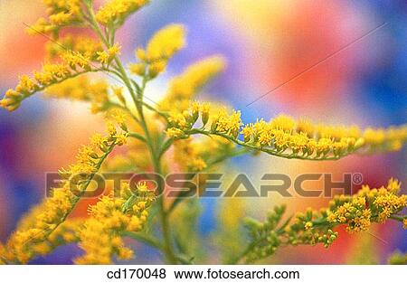 Goldenrod (Solidago sp. ) View Large Photo Image Stock Photo - Goldenrod (Solidago sp. ). Fotosearch