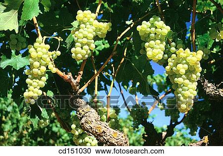 Stock Image - Grapes. Fotosearch
