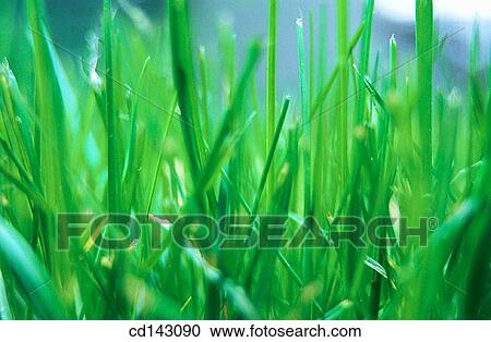 Grass View Large Photo Image Stock Image - Grass. Fotosearch