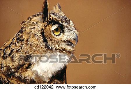 Stock Image - Great Horned Owl (Bubo virginianus). Fotosearch