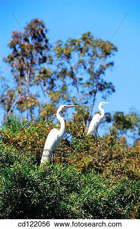 Great White Egrets (Casmerodius albus) View Large Photo Image Stock Photograph - Great White Egrets (Casmerodius albus). Fotosearch