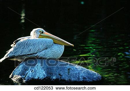Great White Pelican (Pelecanus onocrotalus roseus) View Large Photo Image Stock Image - Great White Pelican (Pelecanus onocrotalus roseus). Fotosearch